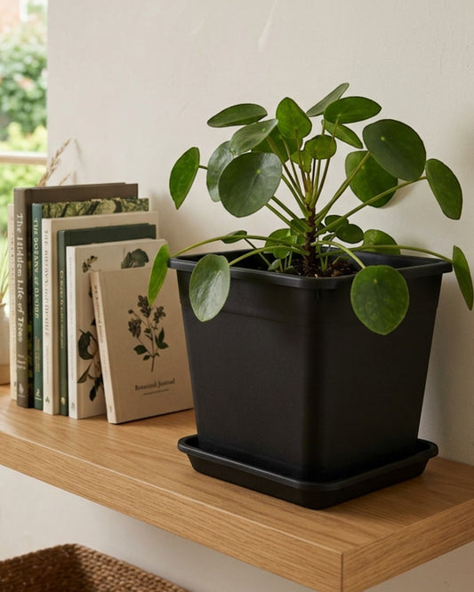 Ridg Square Plastic Planter Black 7 in with Tray