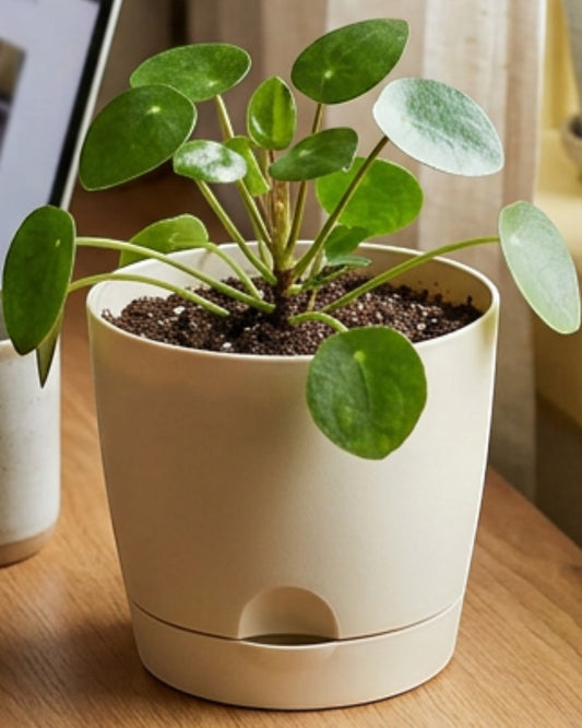 Ridg Self Watering Plastic Planters Cream 6 in 2 Pack